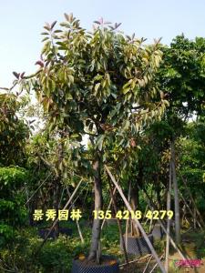 橡胶榕